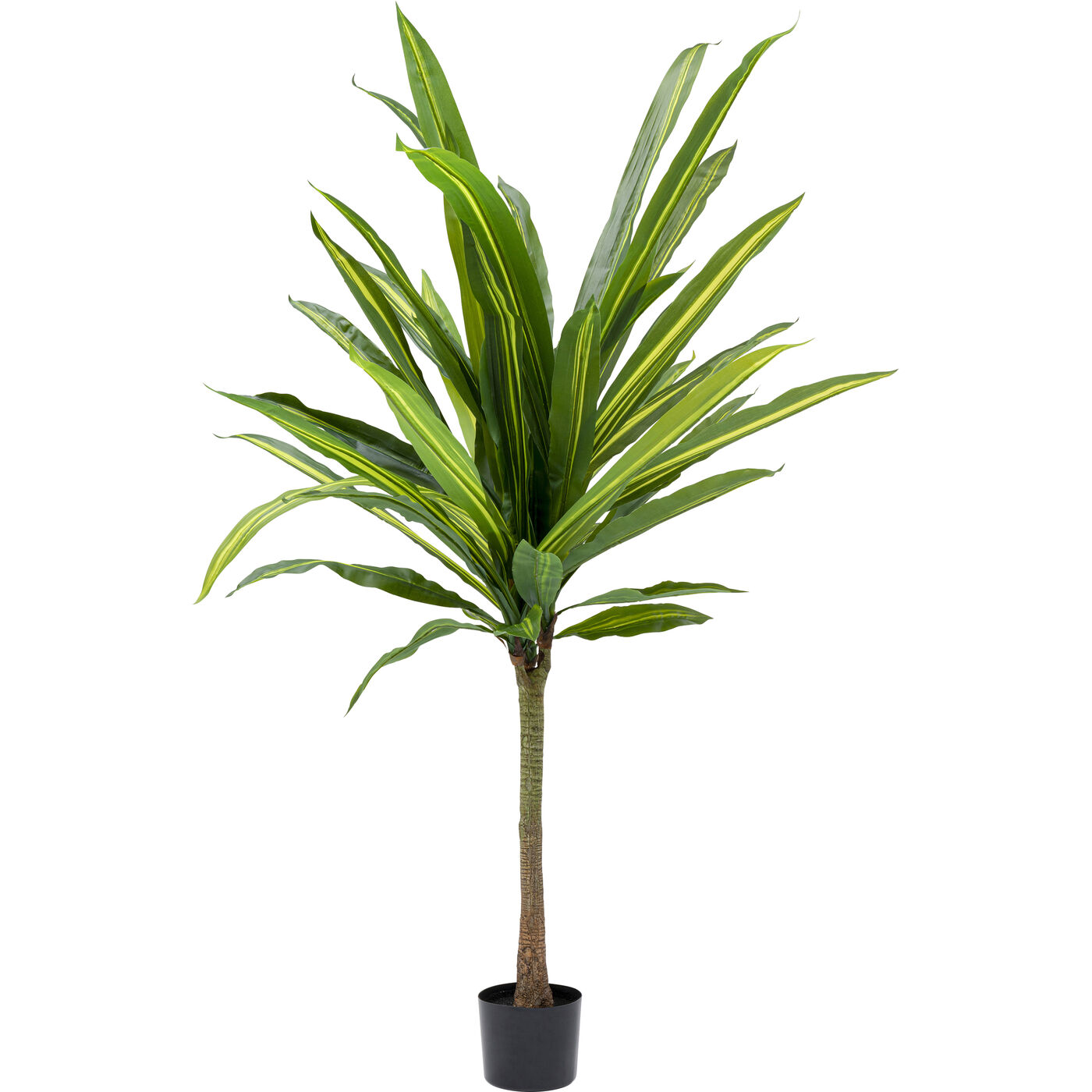 Растение декоративное Dracaena Fragrans 180 см