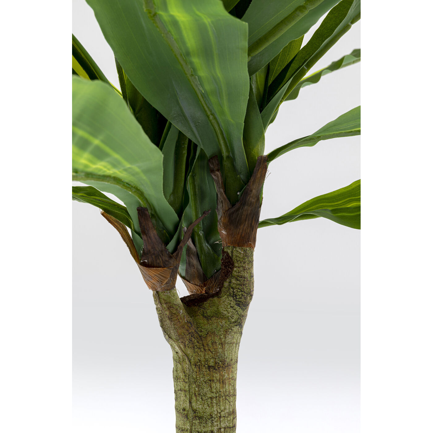 Растение декоративное Dracaena Fragrans 180 см