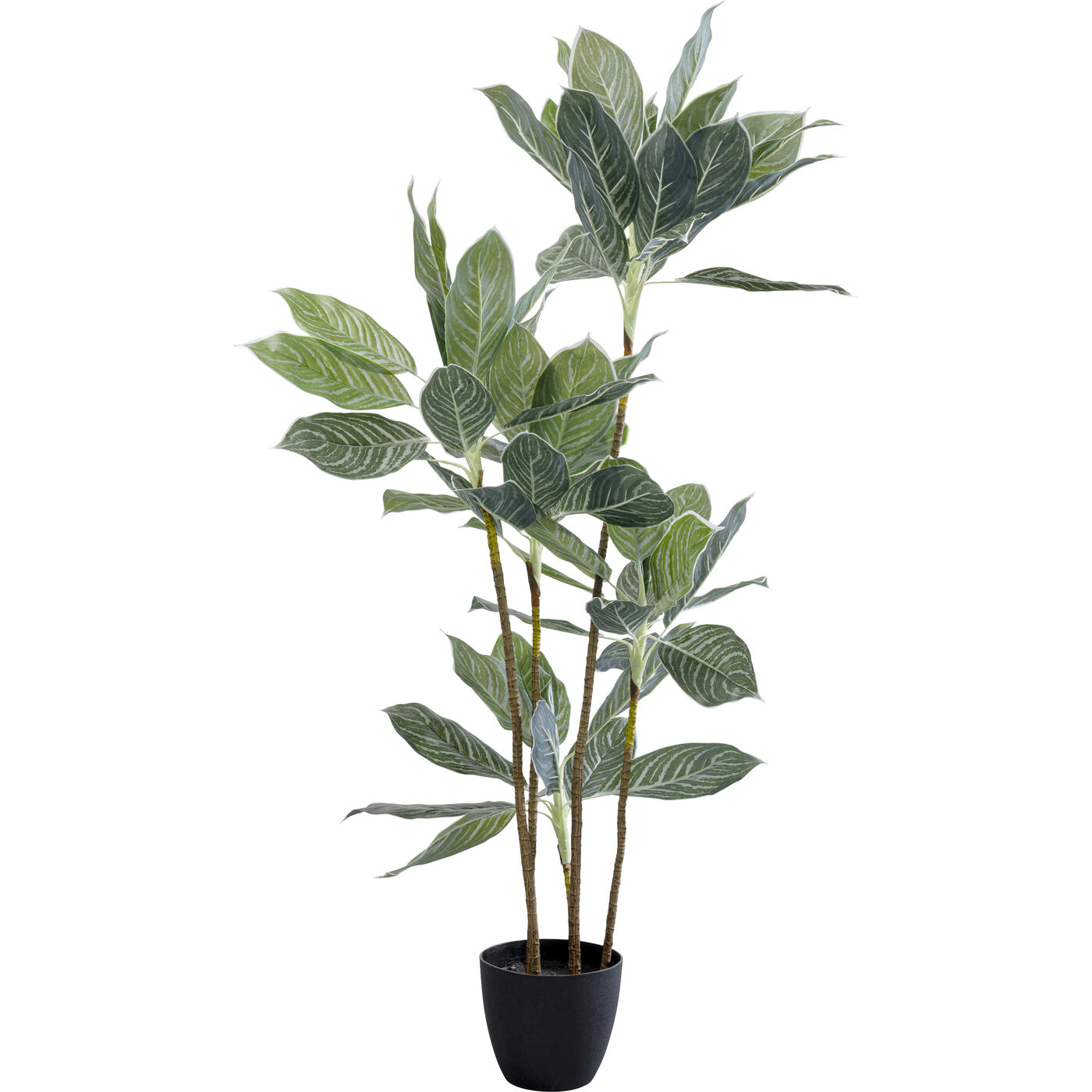 Растение декоративное Calathea 140 см