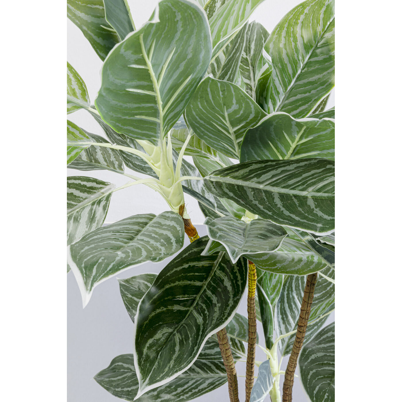 Растение декоративное Calathea 140 см
