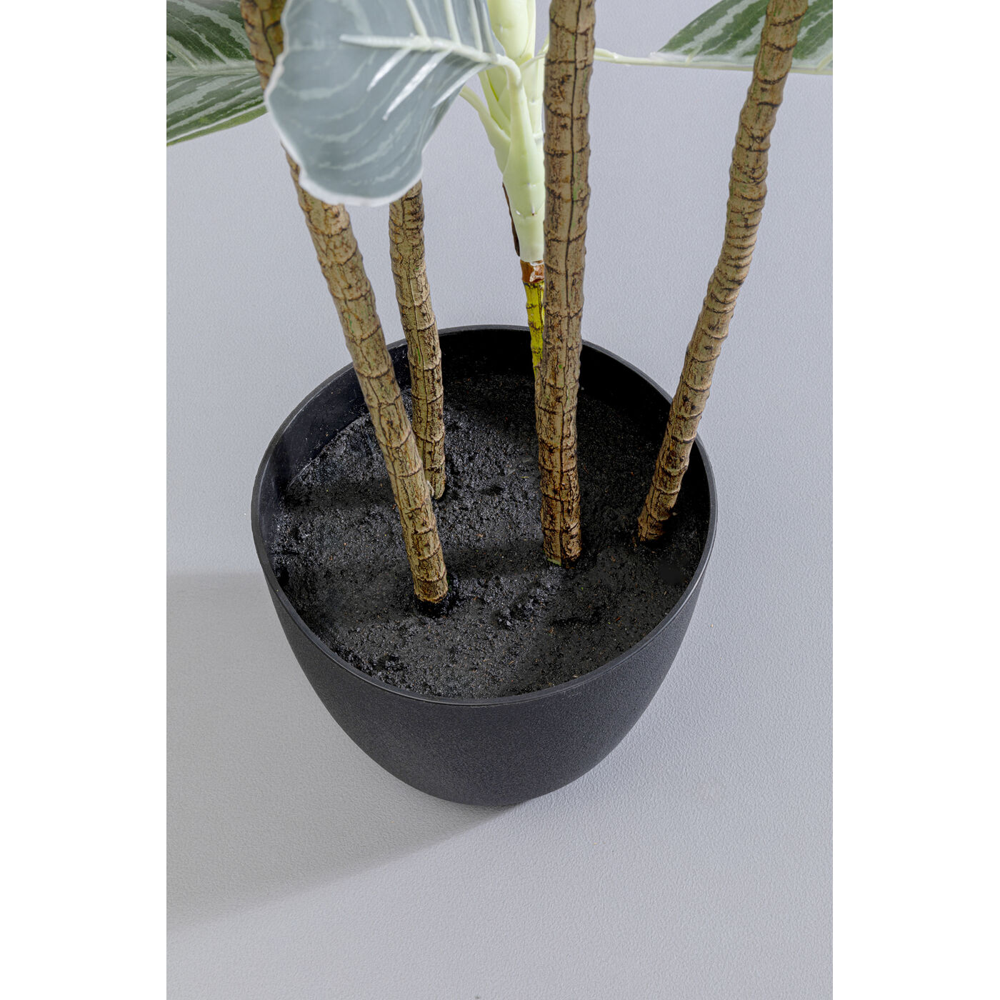 Растение декоративное Calathea 140 см