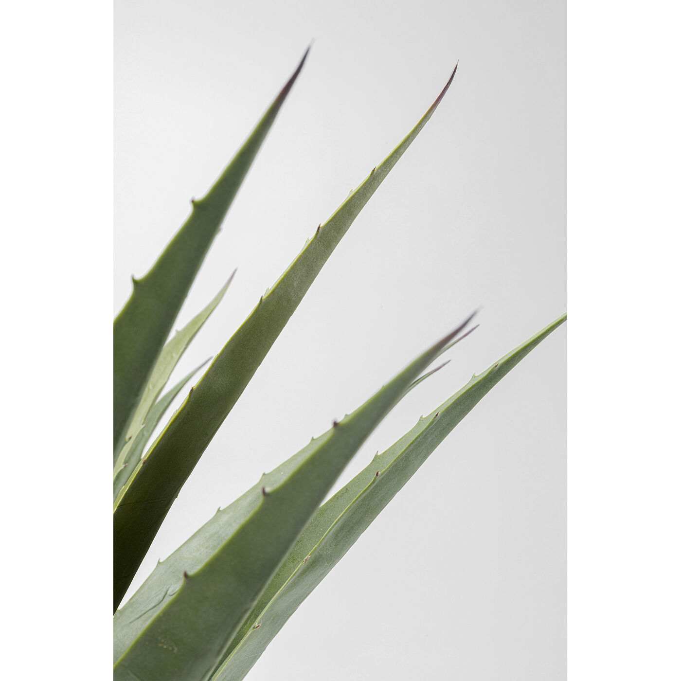 Растение декоративное Agave 85 см