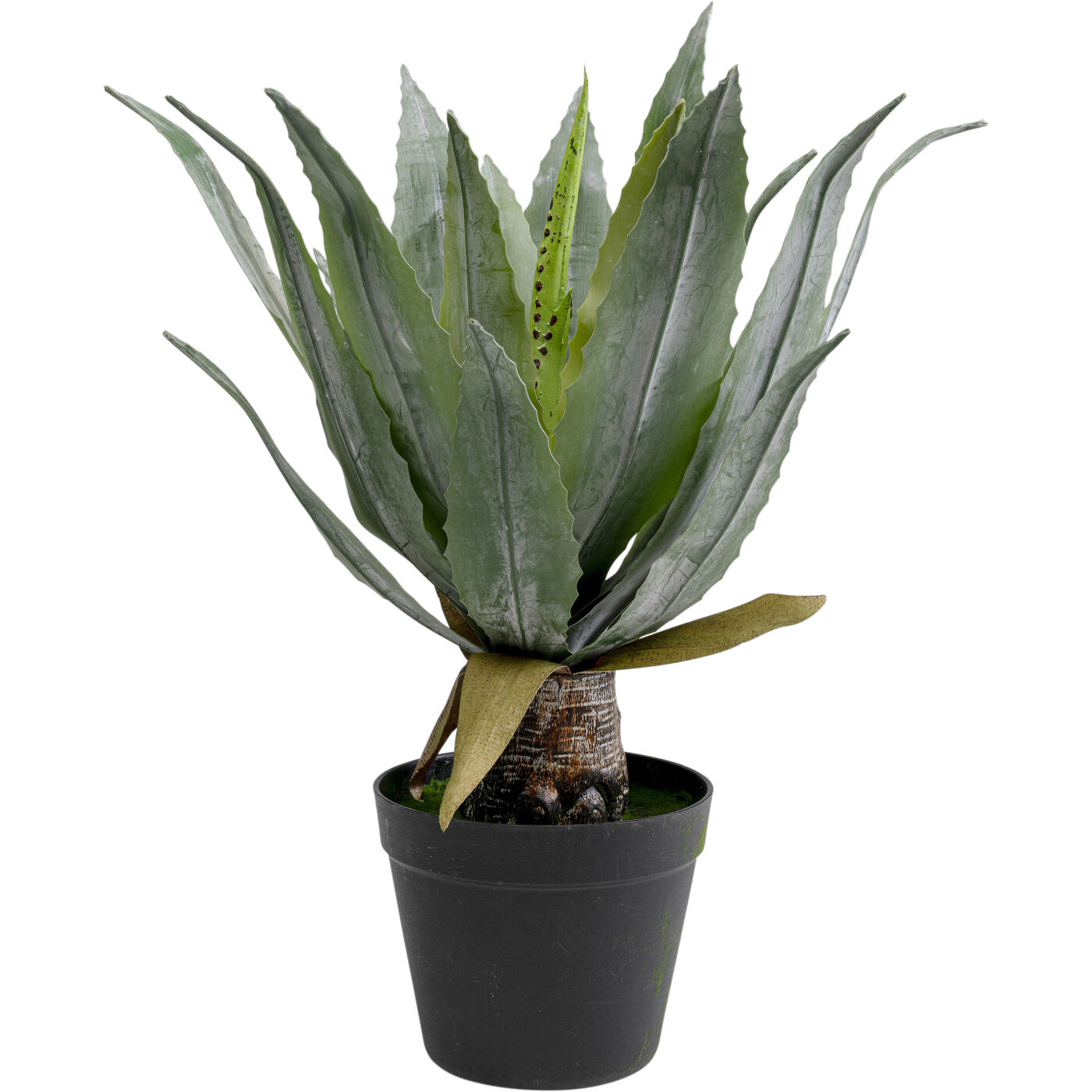 Растение декоративное Agave 40 см