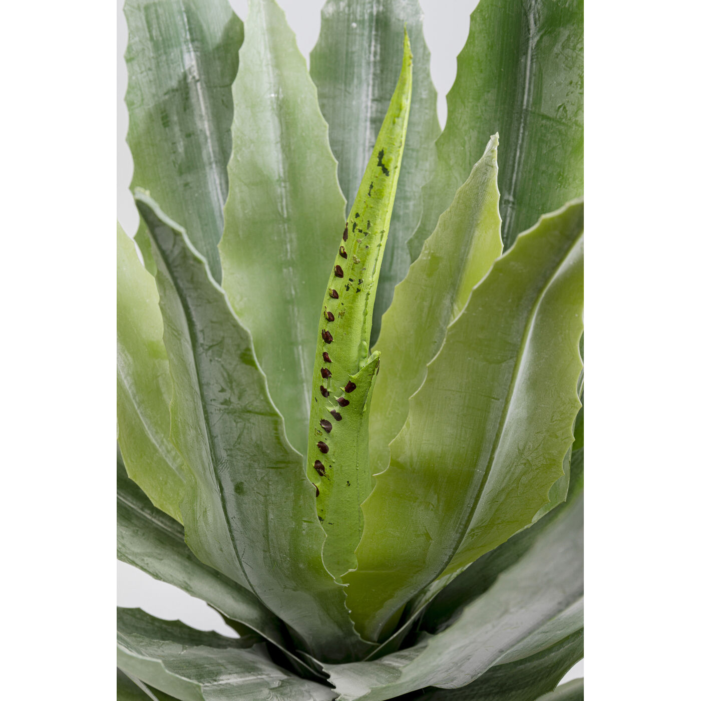 Растение декоративное Agave 40 см