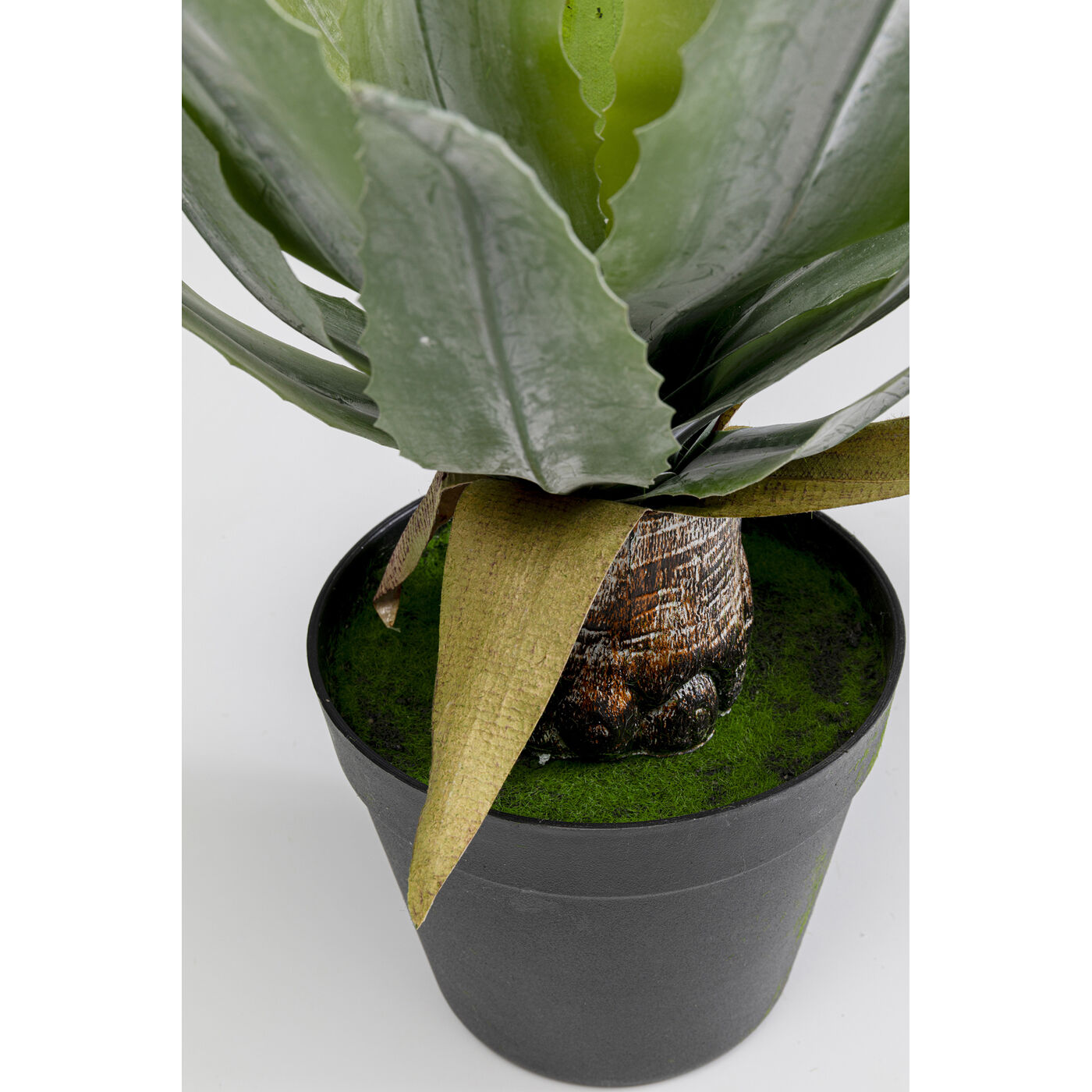 Растение декоративное Agave 40 см