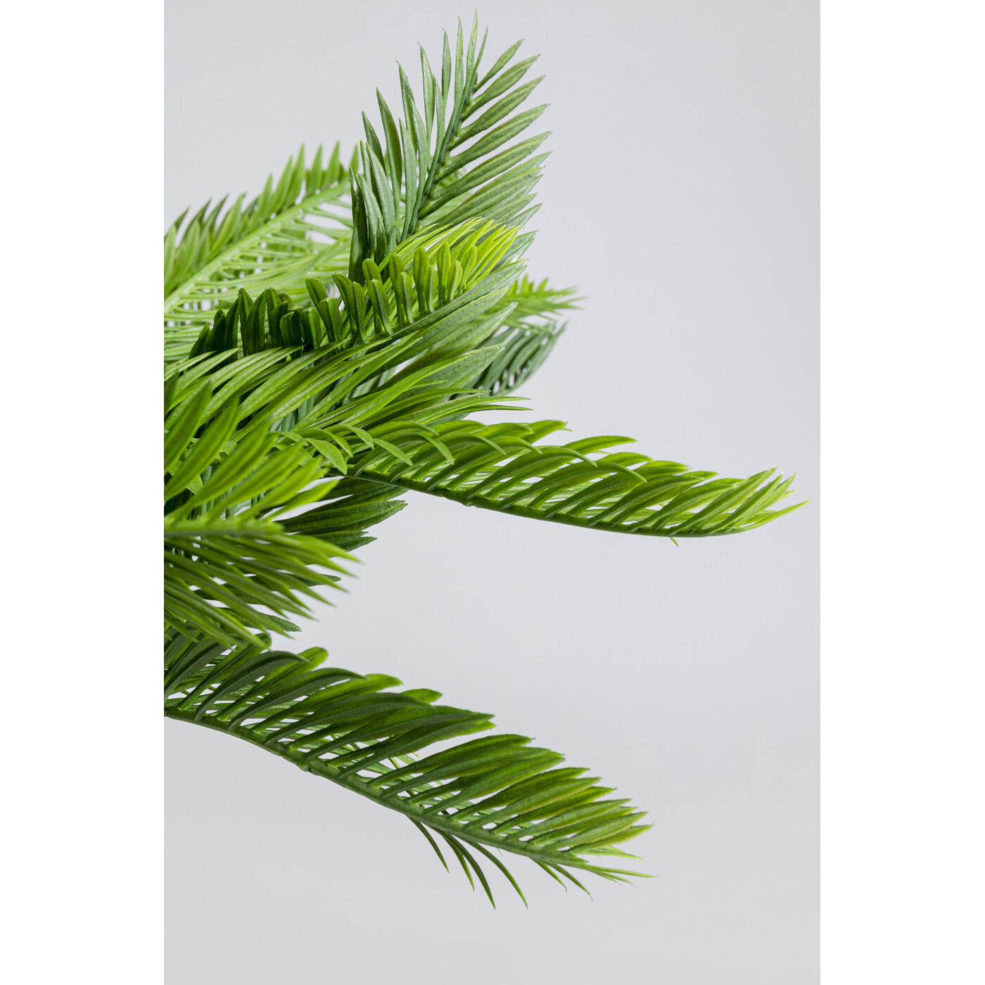 Растение декоративное Cycas 70 см