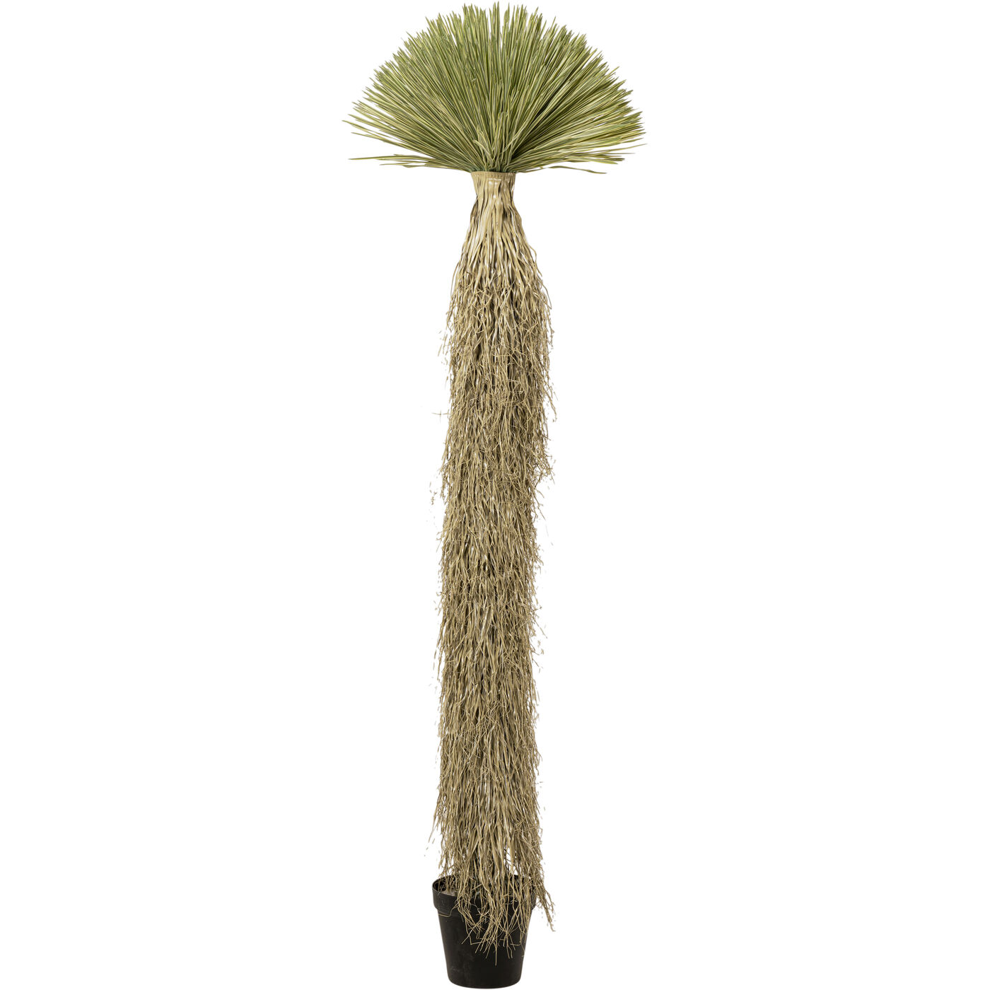 Растение декоративное Yucca Rostrata 240 см