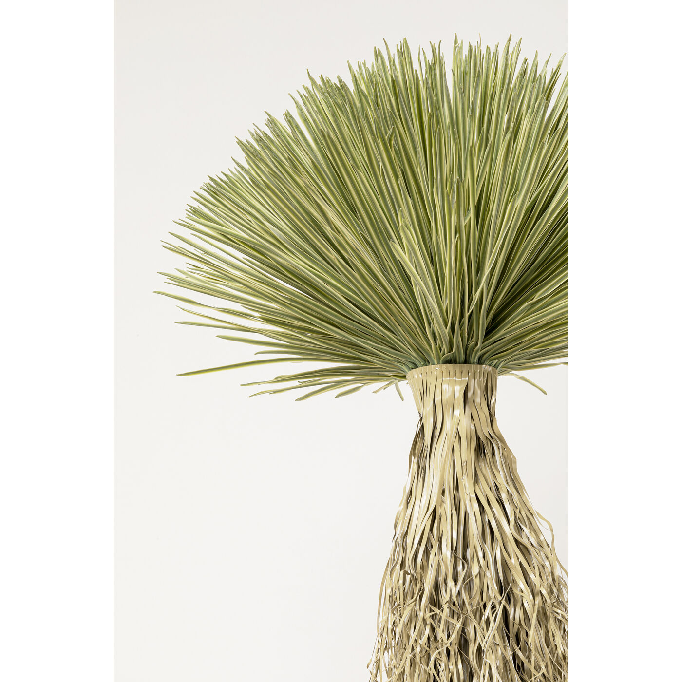 Растение декоративное Yucca Rostrata 240 см