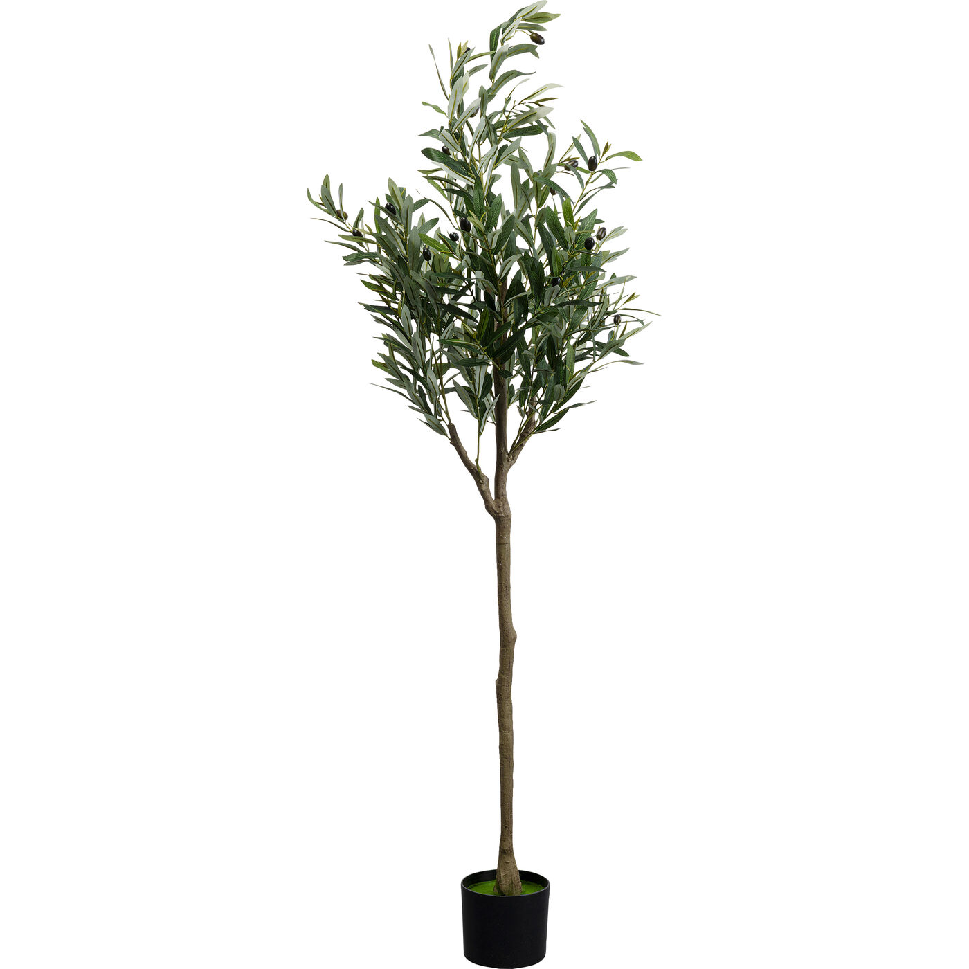 Растение декоративное Olive Tree 150 см