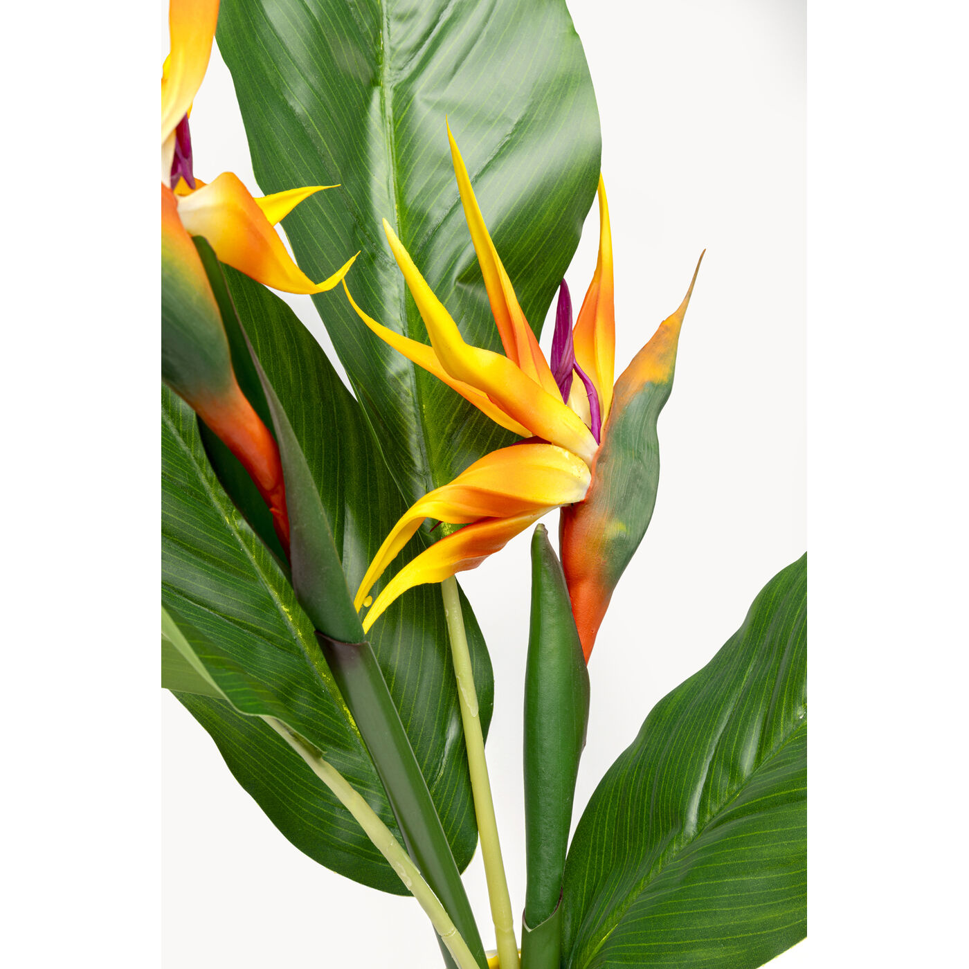 Растение декоративное Paradise Bird 70cm