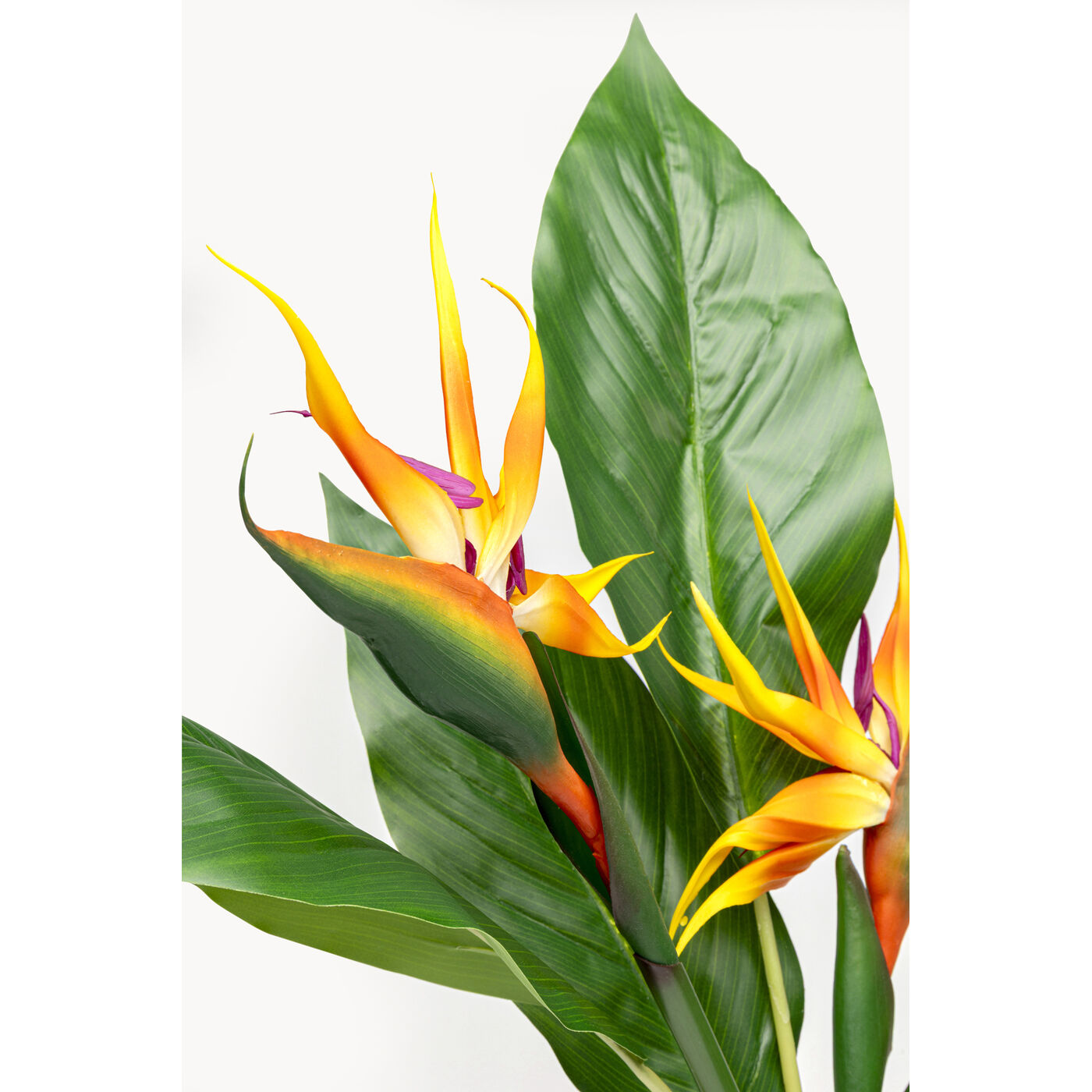 Растение декоративное Paradise Bird 70cm