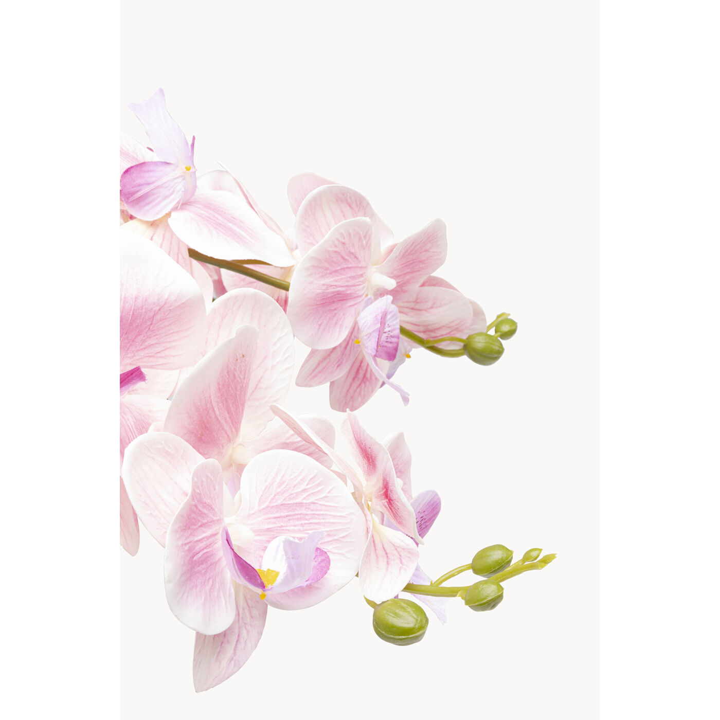 Растение декоративное Orchid Pod 55cm