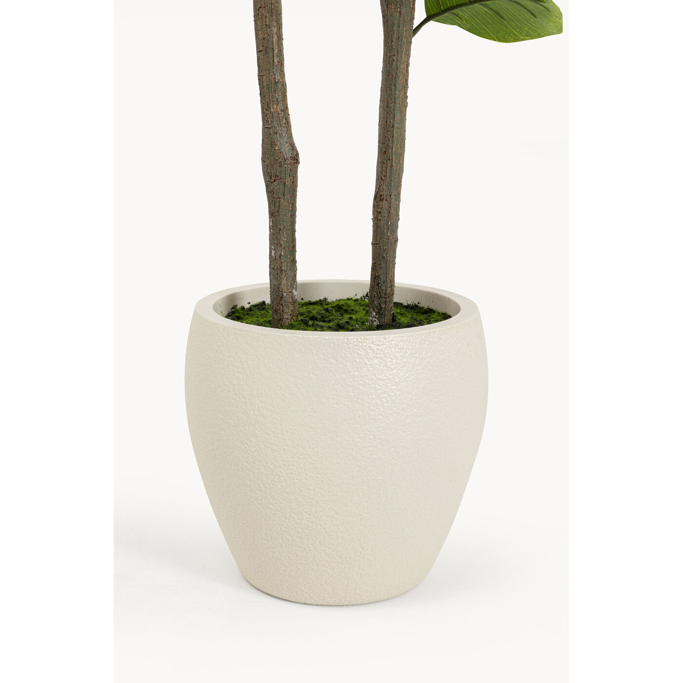 Растение декоративное Balata Tree 162cm