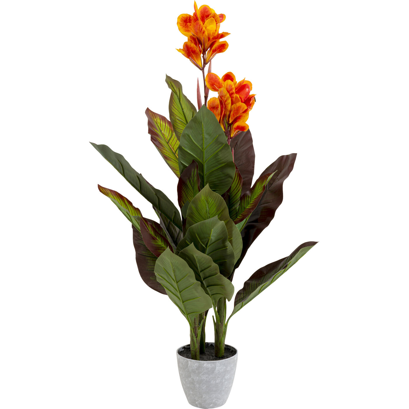 Растение декоративное Canna Lily 115cm