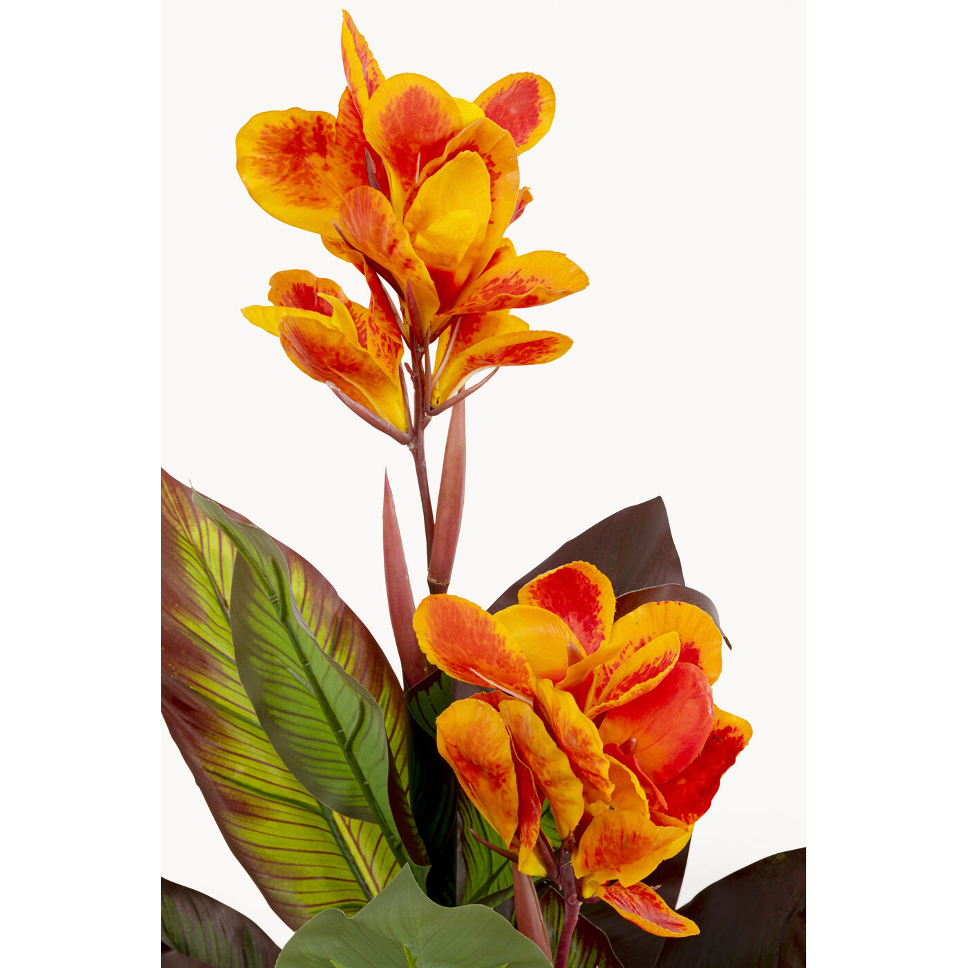 Растение декоративное Canna Lily 115cm