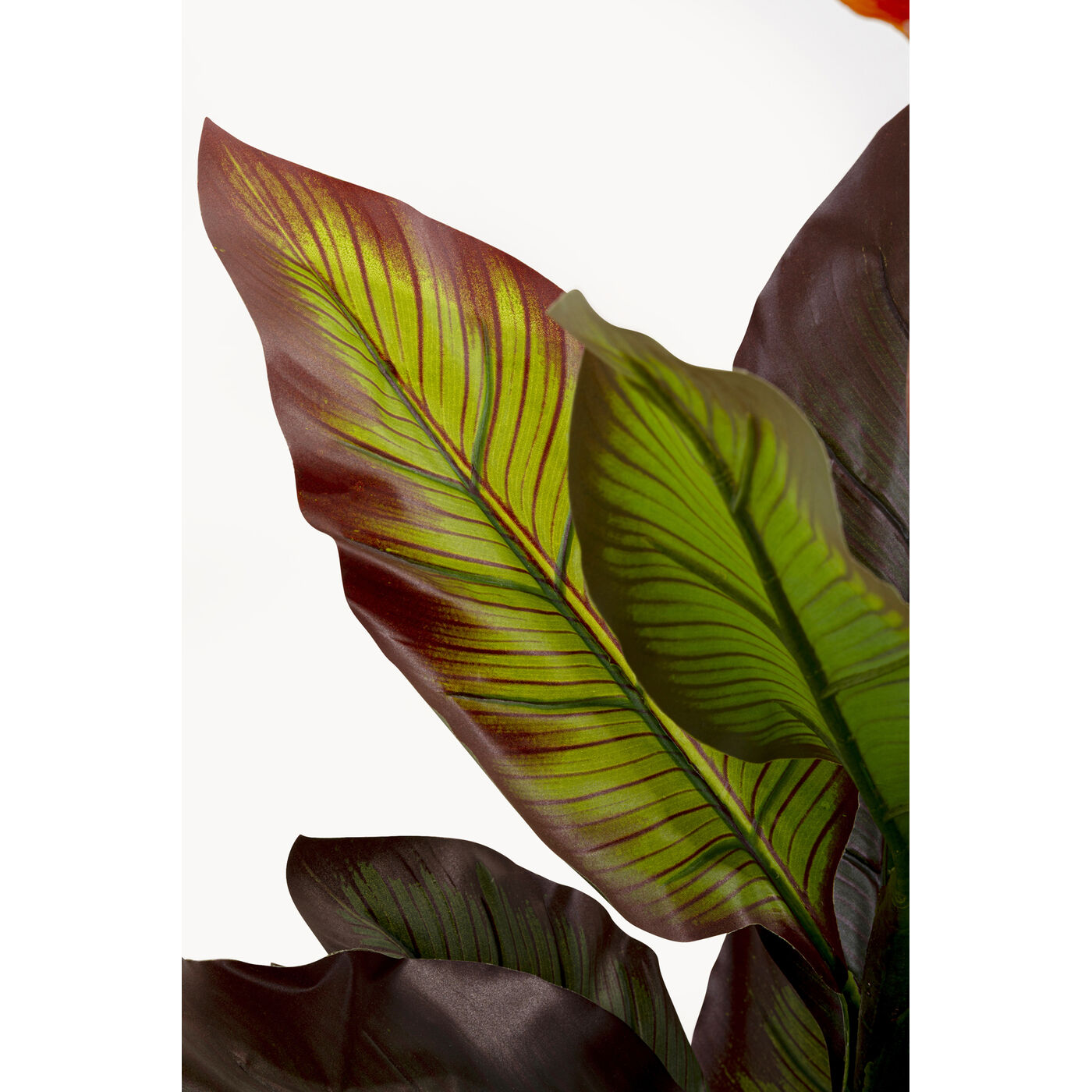 Растение декоративное Canna Lily 115cm