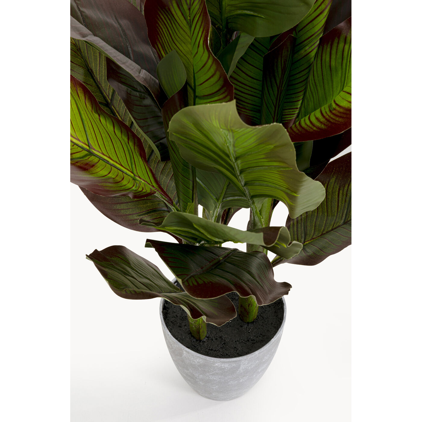 Растение декоративное Canna Lily 115cm