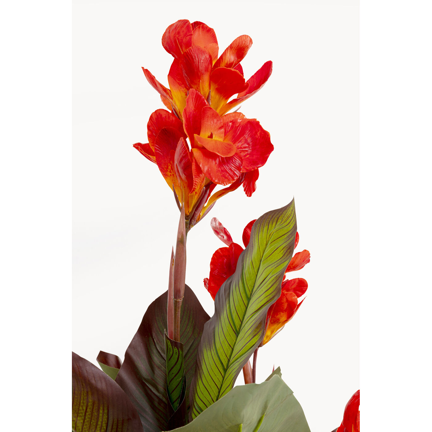 Растение декоративное Canna Lily 165cm
