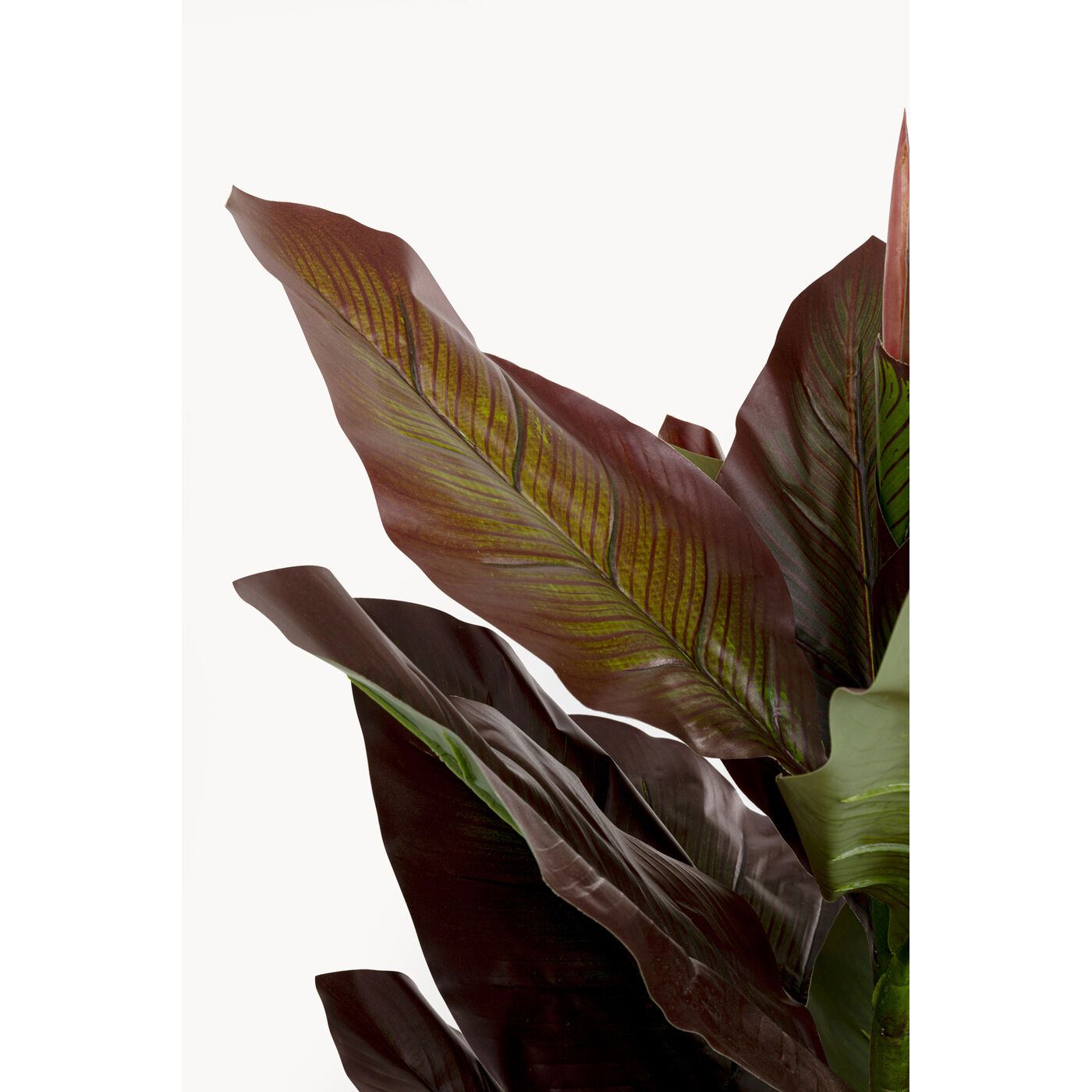 Растение декоративное Canna Lily 165cm