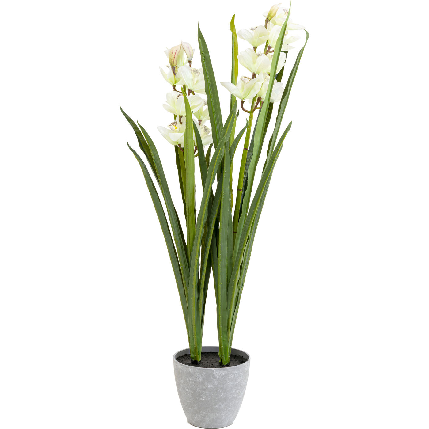 Растение декоративное Orchid 100m