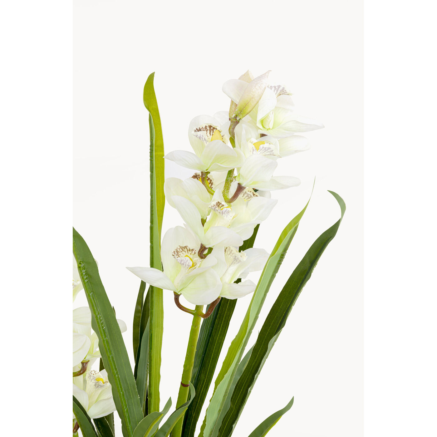 Растение декоративное Orchid 100m