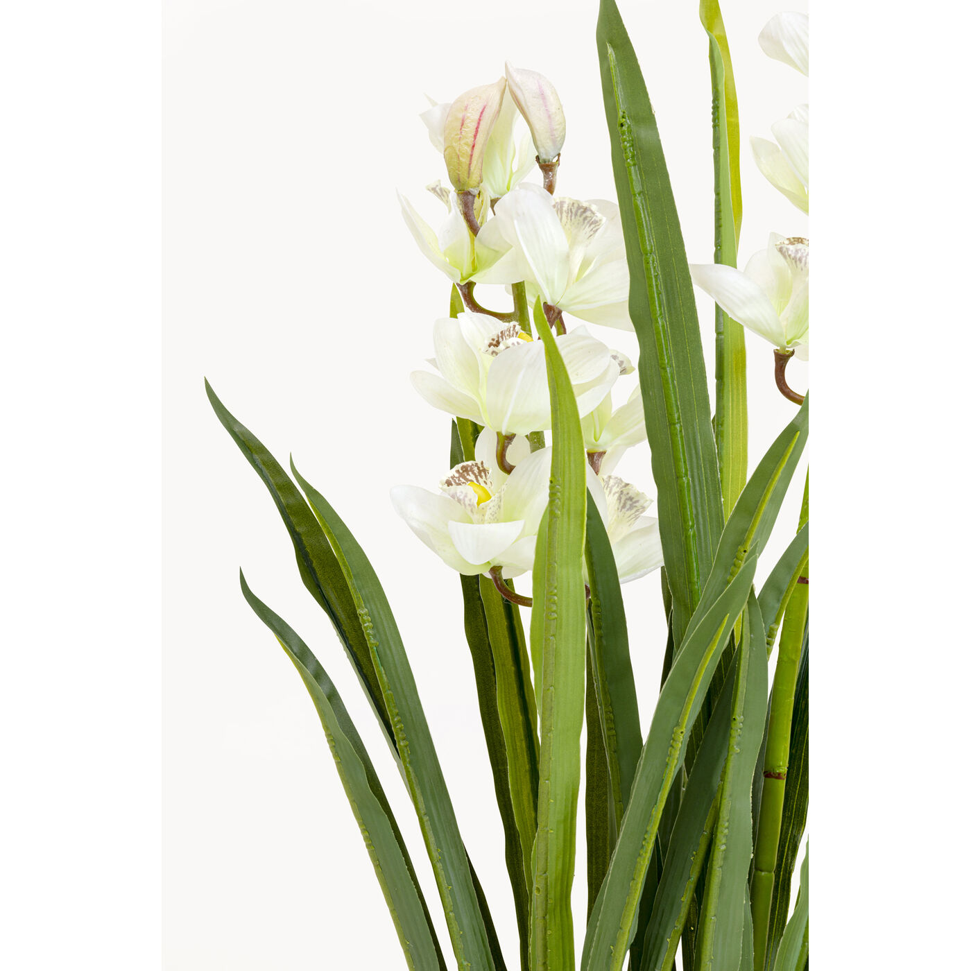 Растение декоративное Orchid 100m
