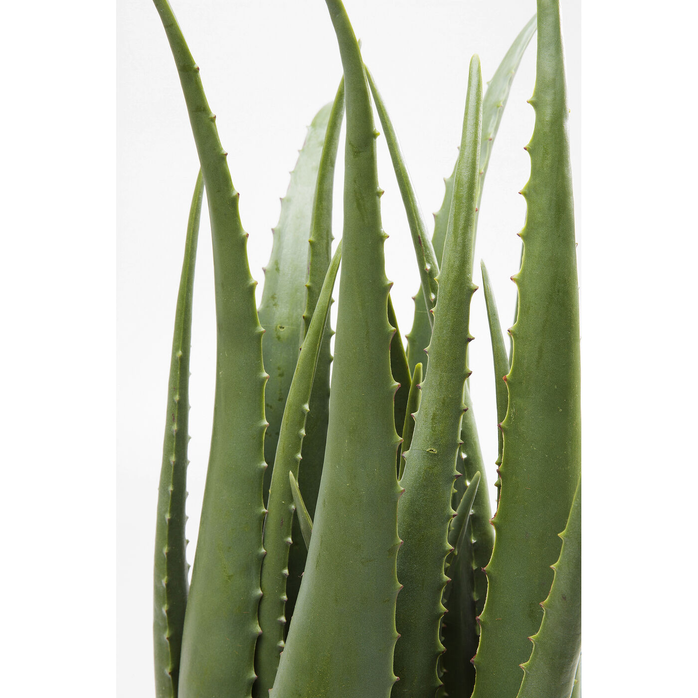Растение декоративное Aloe 69 см