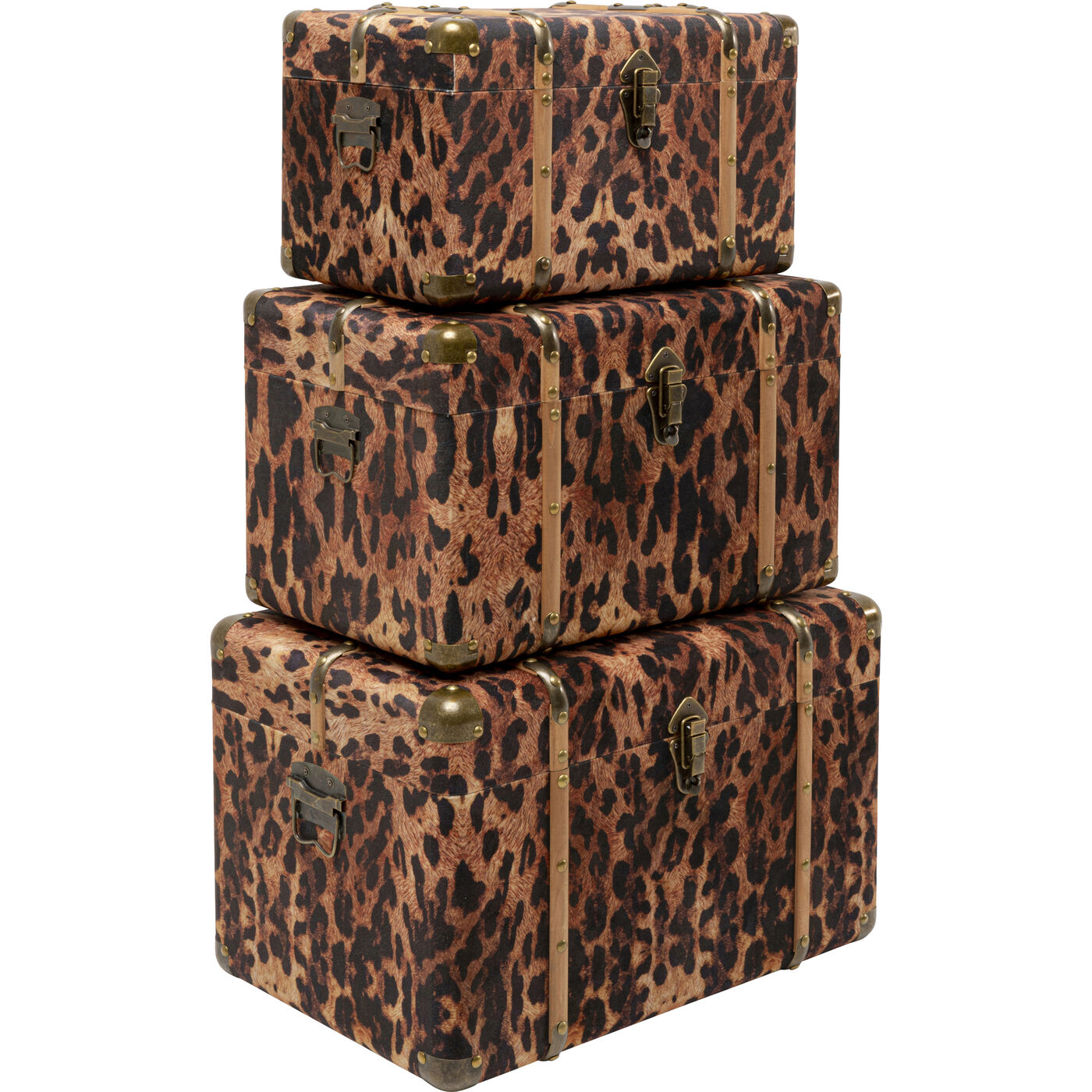 Шкатулка Wild Animal Leo (3/Set)