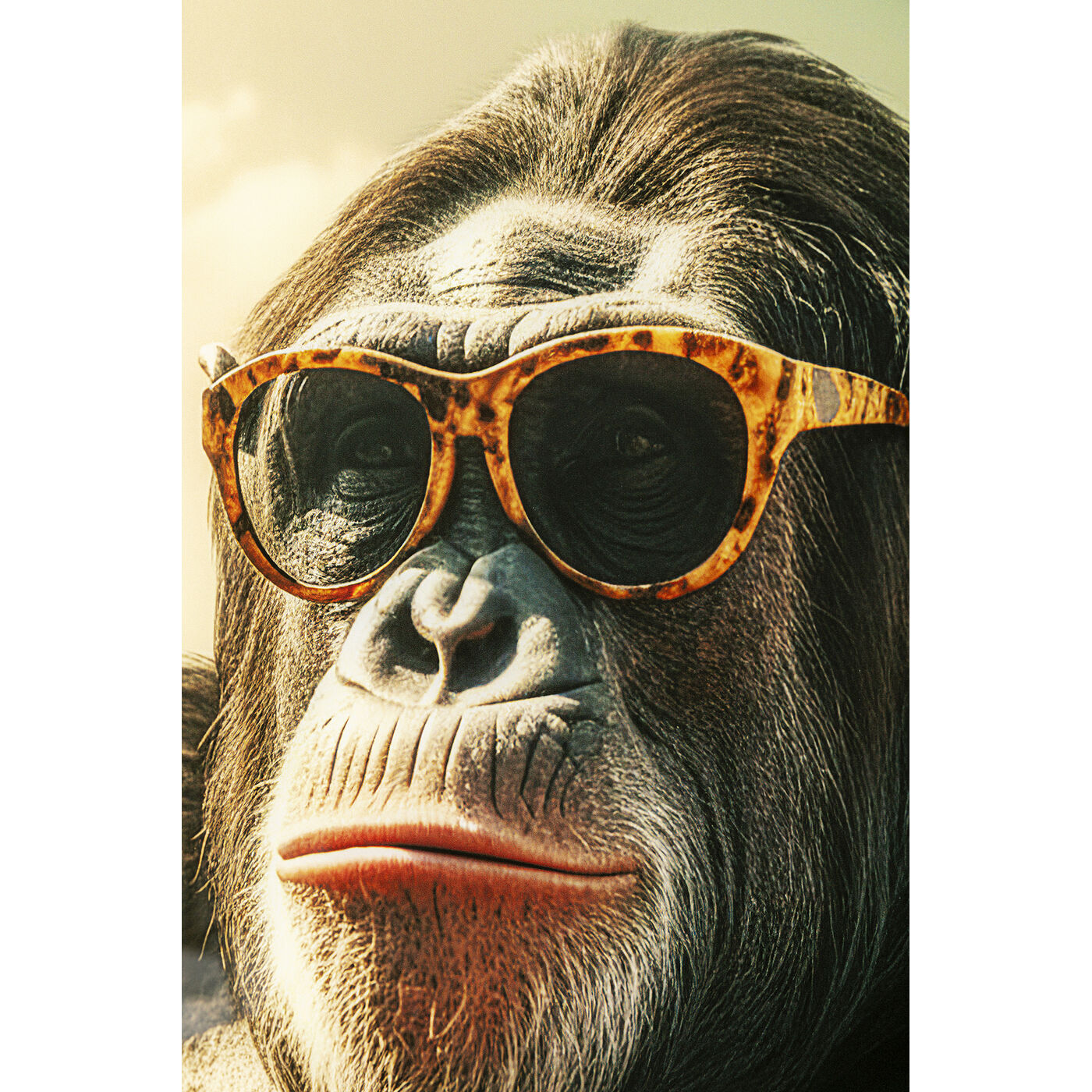 Картина стеклянная Holiday Monkey 80x60 см